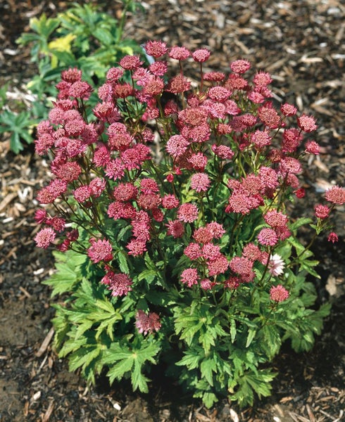 Astrantia major 'Hadspen Blood', Sterndolde, dunkelrot, ca. 11x11 cm Topf