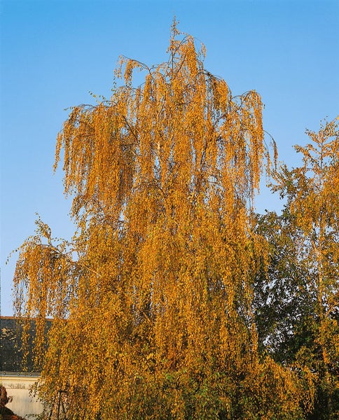 Hängebirke mit herbstlicher Belaubung gegen einen klaren Himmel.