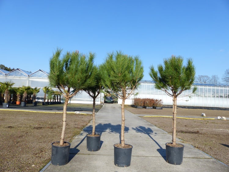 Pinus Pinea Mittelmeerkiefer 180 cm Pinie Kiefer Stamm Premium XL Stamm, winterhart