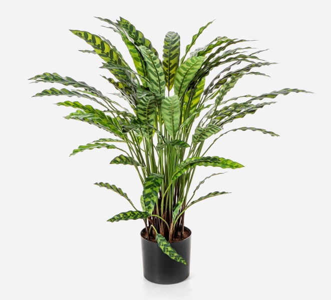 Calathea Lancifolia mit auffällig gemusterten länglichen Blättern in einem schwarzen Topf.