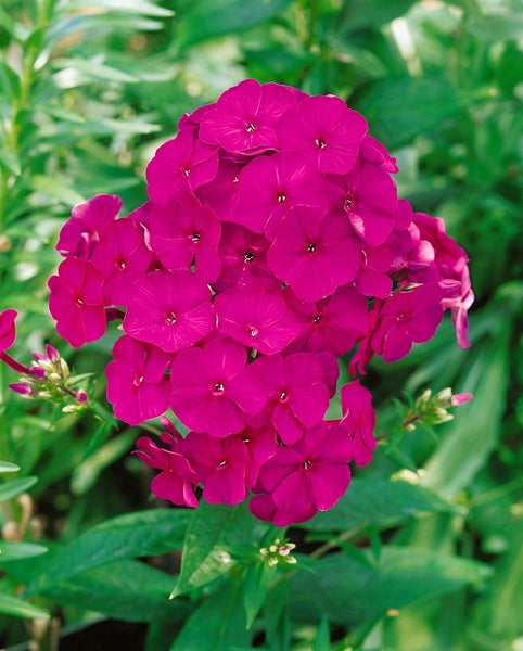 Phlox paniculata 'The King', Flammenblume, violett, ca. 11x11 cm Topf