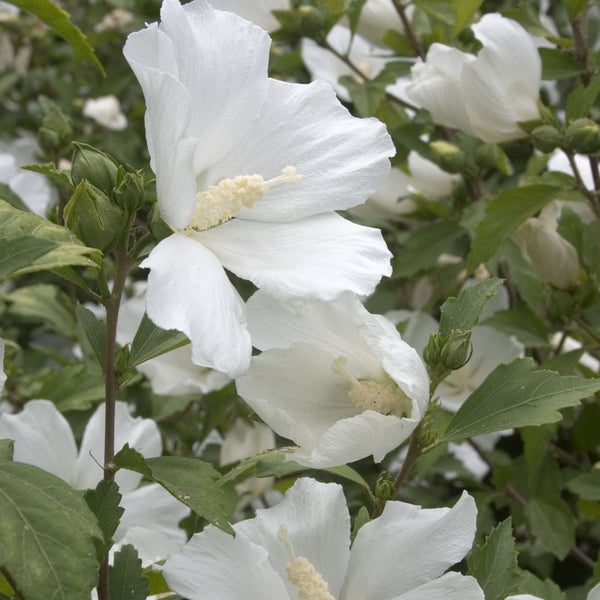 Blühender Strauch-Eibisch mit weißen Blüten