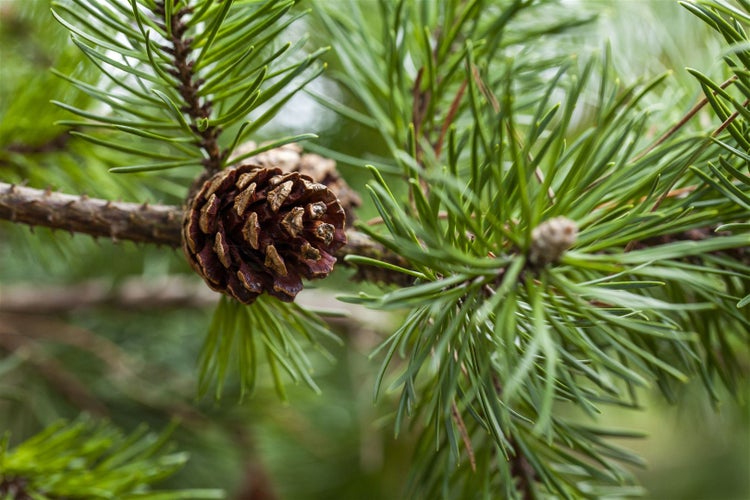 Pinus banksiana, Kiefer, 60–80 cm