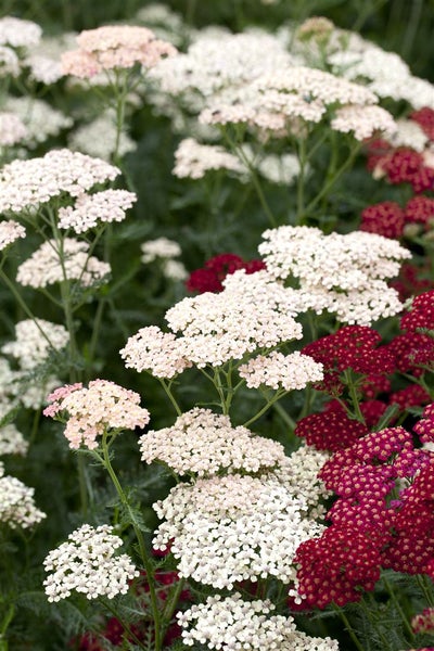 Achillea millefolium 'Apfelblüte', Schafgarbe, rosa, ca. 9x9 cm Topf
