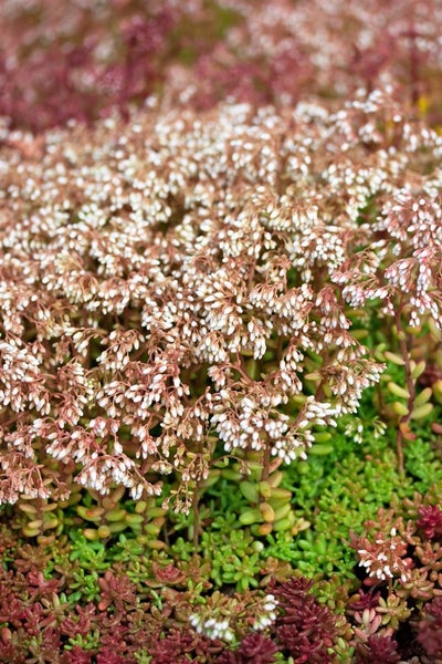Sedum album, weißblühend, ca. 9x9 cm Topf