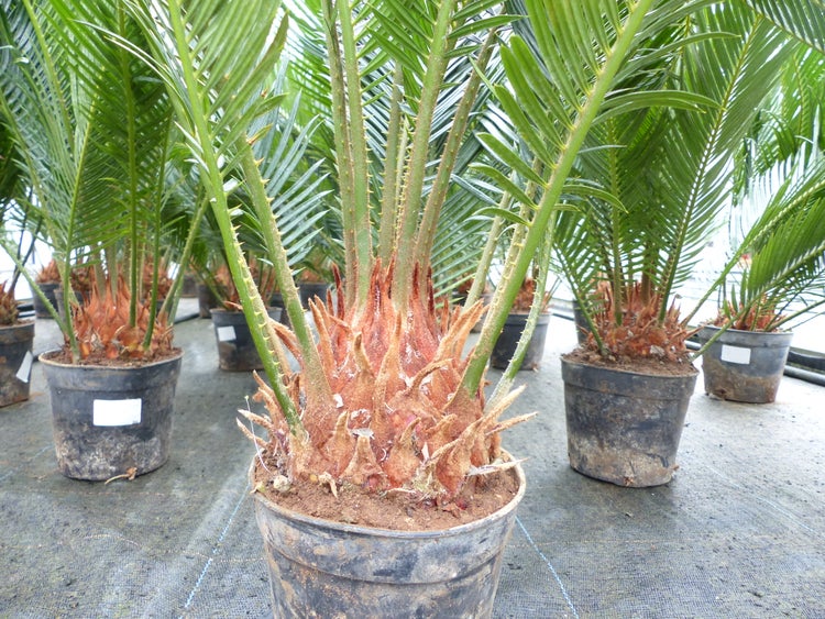 Cycas Revoluta Bonsai 40 - 60 cm Palmfarn Sagopalme Palme, innen + außen