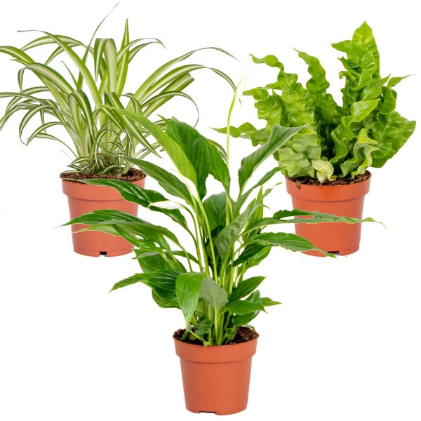 3x Badezimmerpflanzen Mix – Spatiphyllum-Asplenium-Chlorophytum – ⌀12 cm - ↕ 25-45 cm