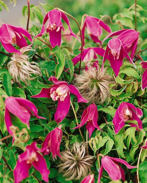 Clematis alpina 'Ruby', Alpen-Waldrebe, rubinrot, 60–100 cm