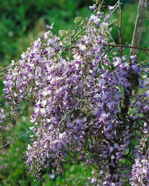 Wisteria floribunda, Japanische Blauregen, 60–100 cm
