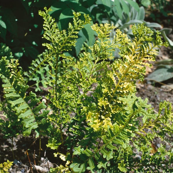 Polypodium vulgare, Tüpfelfarn, ca. 9x9 cm Topf