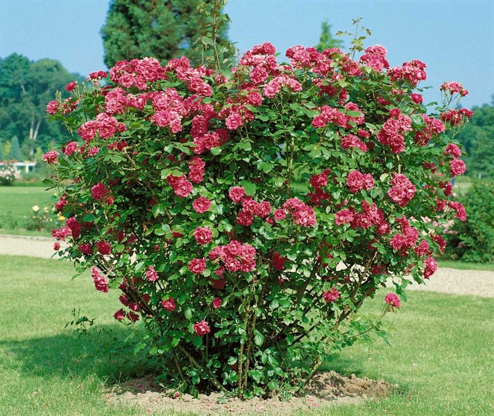 Großer Rosenstrauch mit zahlreichen Blüten im Garten