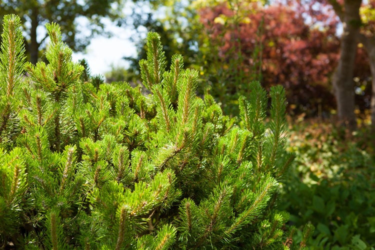 Pinus mugo 'Mughus', Bergkiefer, kompakt, 20–25 cm