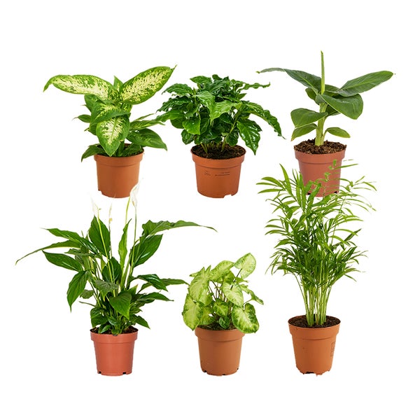 Bloomique – Grüne Zimmerpflanzen Mischung – 6er-Set – Mit Bananenpflanze, Kaffeepflanze, Syngomium Pixie, Chamaedorea Elegans, Spathiphillium, Dieffenbachia – ⌀12 cm - ↕ 25-45 cm