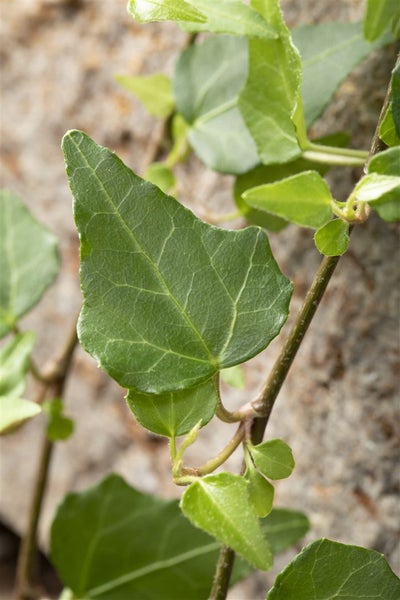 Efeu-Blatt an der Kletterpflanze