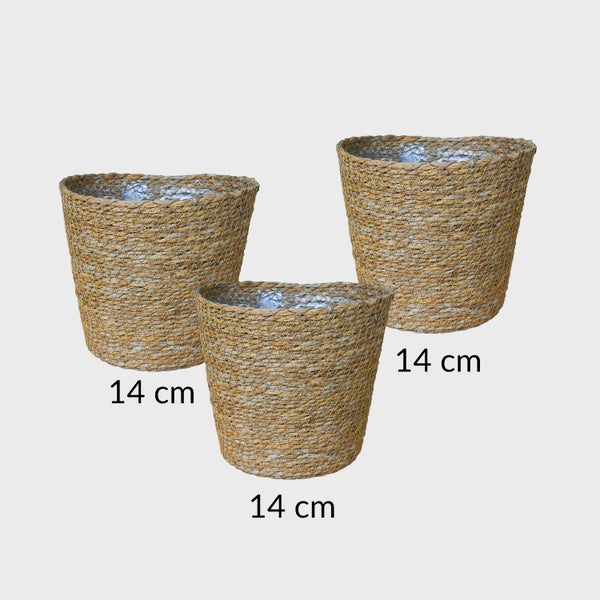 Grünlilie, Nestfarn & Zwergpfeffer – Hängende Zimmerpflanzen Katzenliebe - Tierfreundliches Set - Höhe 15-30 cm - Töpfe 10,5-12 cm - mit Seegraskörben