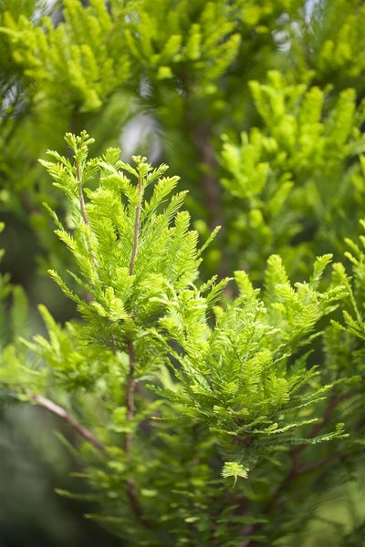 Taxodium distichum 'Peve Minaret', Sumpfzypresse, kompakt, 50–60 cm