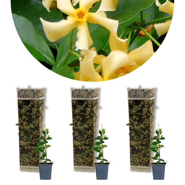 3x Trachelospermum Stern der Toskana – Toskanischer Jasmin – Winterhart – ⌀9 cm – ↕15-20 cm