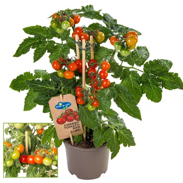 Kirschtomate Cherrytomate Pflanze mit vielen Früchten für Balkon und Garten 14cm Topf Gemüse-To-Go