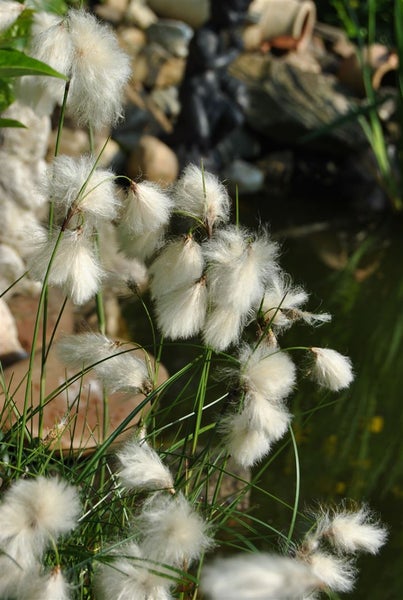 Eriophorum angustifolium, Wollgras, ca. 9x9 cm Topf