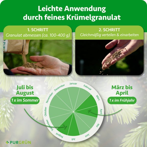 Infografik zur Anwendung von Düngergranulat: circa 100 bis 400 Gramm abmessen, verteilen, einmal im Frühjahr und Sommer düngen. Purgrün Logo.