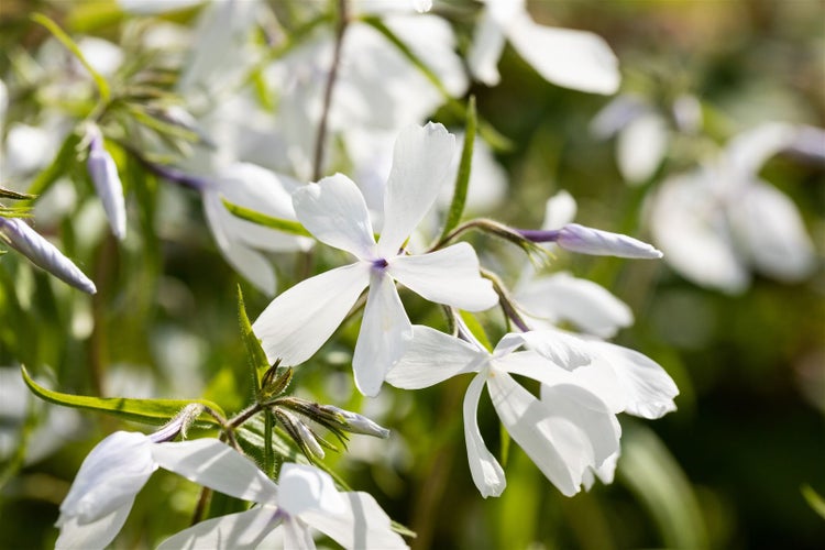 Phlox divaricata 'White Perfume', Duft-Phlox, weiß, ca. 9x9 cm Topf