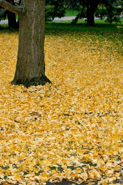 Ginkgo biloba 'Princeton Sentry', Fächerblattbaum, 80–100 cm