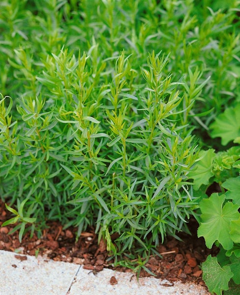 Strauch Estragon im Gartenbeet