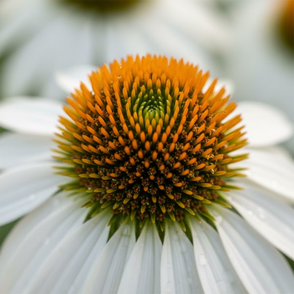 Nahaufnahme eines weissen Sonnenhuts mit markantem orange braunem Bluetenkorb.