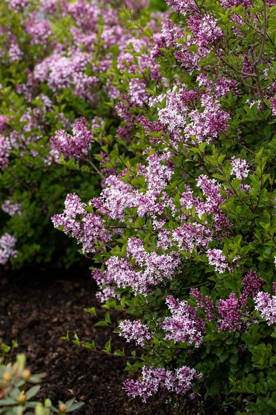 Syringa meyeri 'Palibin', Zwergflieder, lila, 20–30 cm
