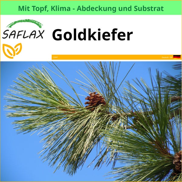 Saflax Goldkiefer mit Topf, Klima-Abdeckung und Substrat