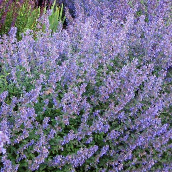 Nahaufnahme von Katzenminze im Garten