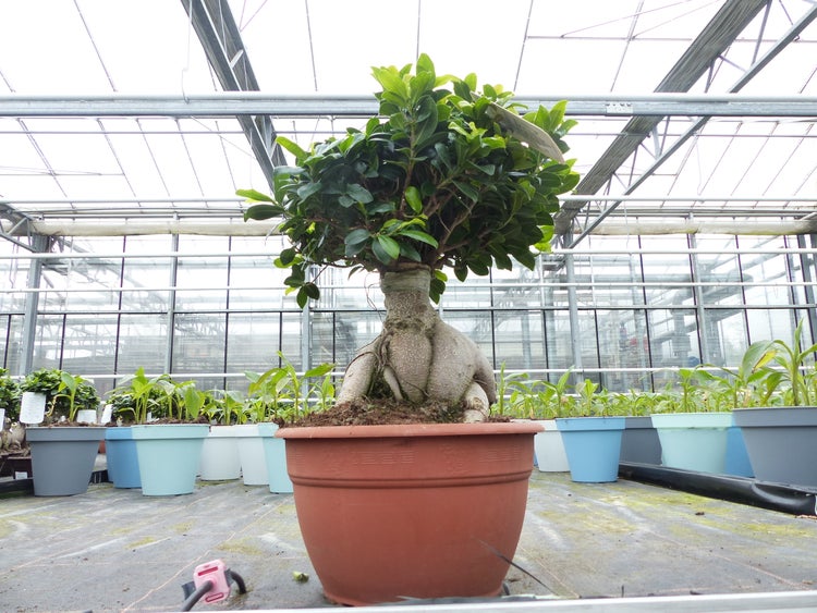 Ficus microcarpa Ginseng Bonsai in einem braunen Kunststofftopf in einem hellen Gewächshaus mit weiteren Pflanzen.