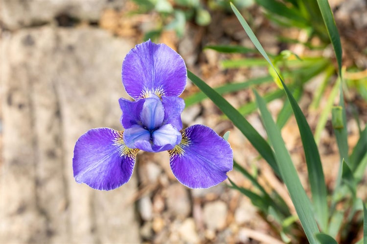 Iris sibirica 'Silver Edge', Sibirische Schwertlilie, ca. 11x11 cm Topf