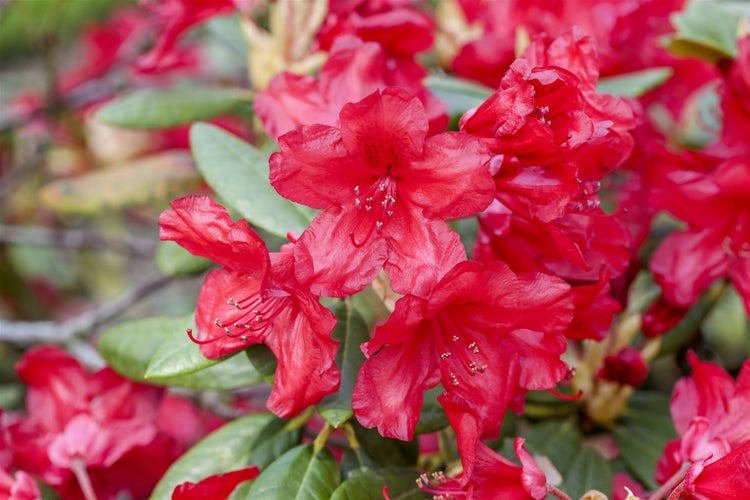 Rhododendron yakusimanum 'Bohlkens Roter Stern', rot, 30–40 cm