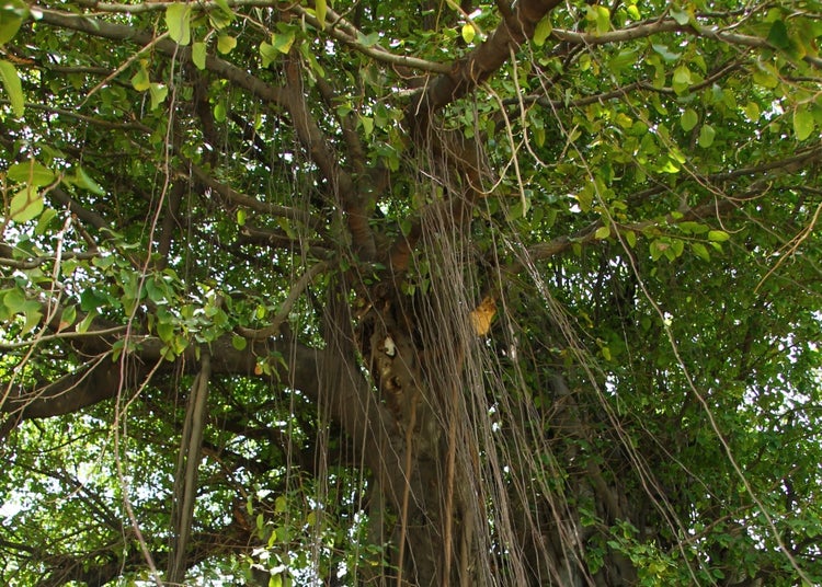 SAFLAX Garden to go - Bengalische Würgefeige - Ficus benghalensis - 20 Samen - Mit Topf, Klima - Deckel und Anzuchtsubstrat