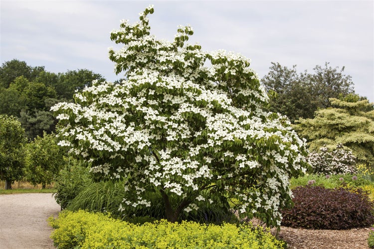 Cornus florida, Blumen-Hartriegel, 60–80 cm, weiße Blüten