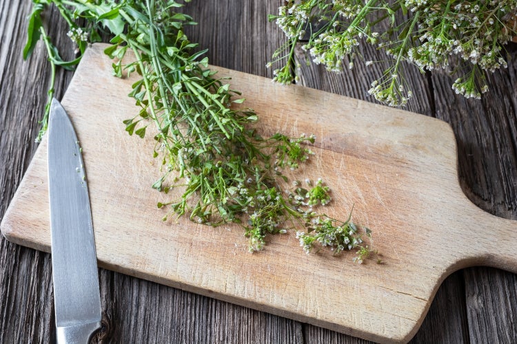 SAFLAX  - Hirtentäschel - Capsella bursa-pastoris - 1000 Samen