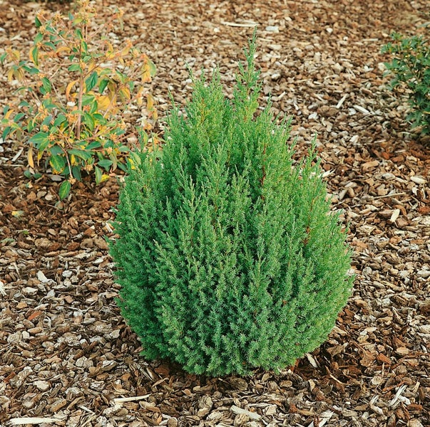 Juniperus chinensis 'Stricta', Chinesischer Wacholder, 40–50 cm