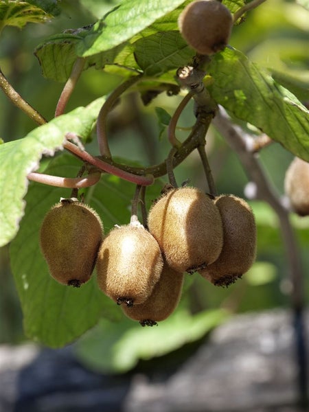 Actinidia arguta, Kiwi, 60–100 cm, winterhart