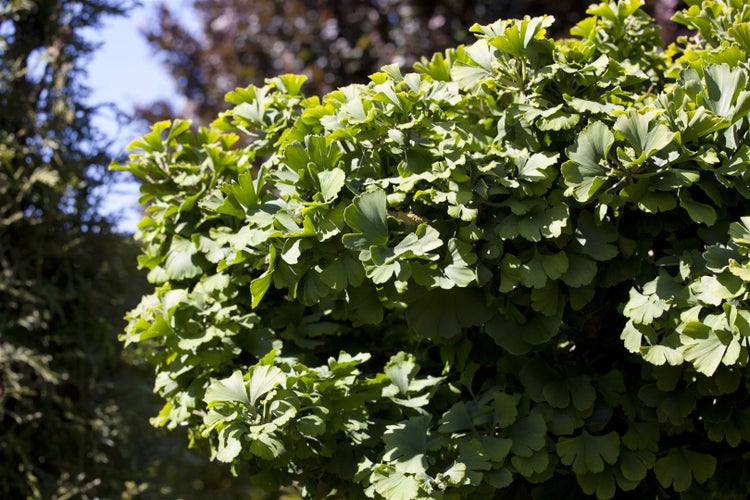 Ginkgo biloba 'Simon', Fächerblattbaum, 40–60 cm