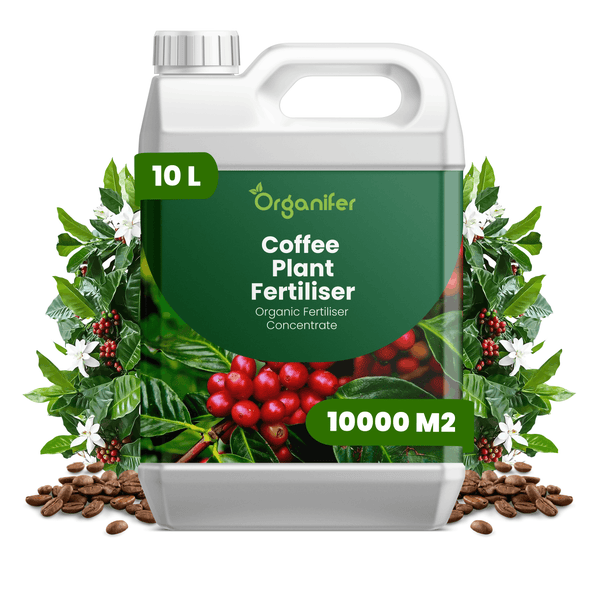 Organifer Kaffeepflanzendünger Konzentrat, organischer Dünger, 10 Liter, Reichweite 10000 Quadratmeter.