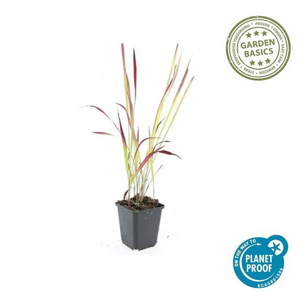 Japanisches Blutgras Red Baron im Topf mit Garden Basics Qualitätssiegel und PlanetProof Zertifizierung.