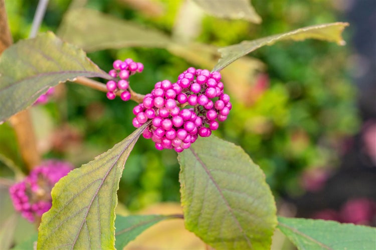 Callicarpa bodinieri 'Profusion', Schönfrucht, violette Beeren, 100–125 cm