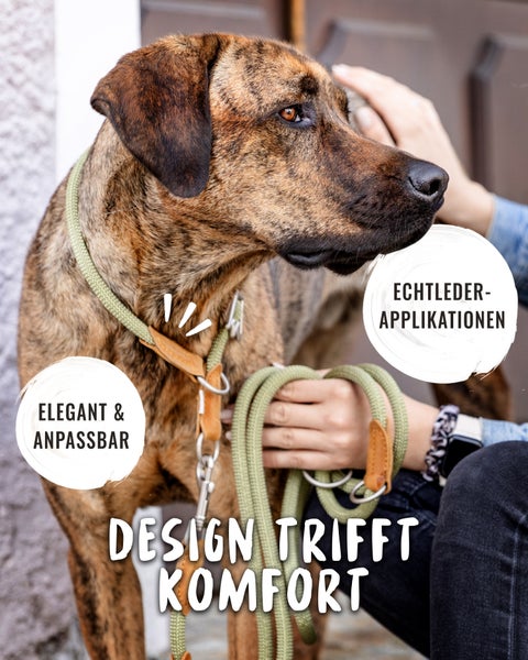 Hund mit grüner Leine und Lederapplikationen wird gestreichelt