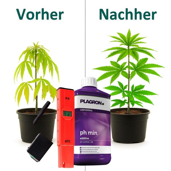 Vorher-Nachher-Ansicht von Pflanzenwachstum mit Plagron pH-Minus-Additive und pH-Messgerät zur Kontrolle des Säuregehalts