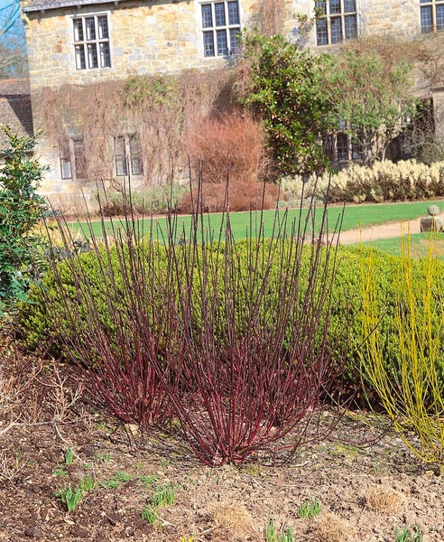 Cornus alba 'Kesselringii', Hartriegel, dunkelrot, 60–100 cm