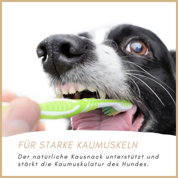 Hund mit Zahnbürste für starke Kaumuskulatur