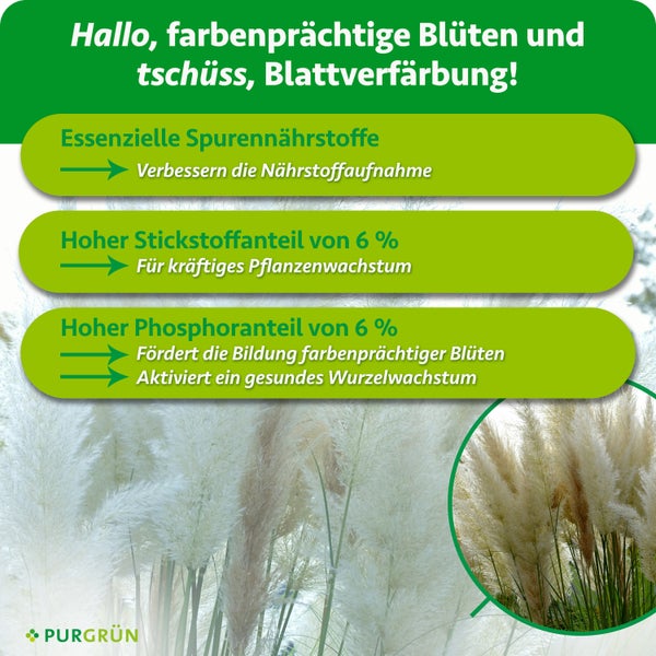 Infografik zu Purgrün Pflanzendünger mit Angaben zu Stickstoff und Phosphor für Blühpflanzen und Gräser.