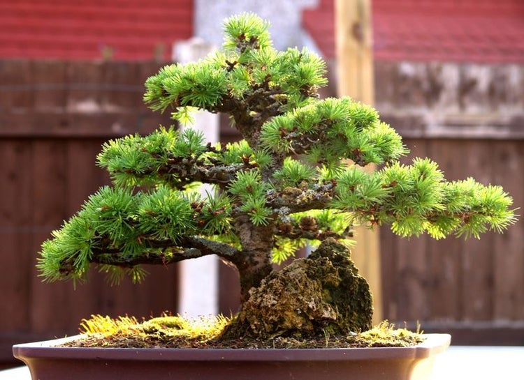SAFLAX  - Europäische Lärche - Larix decidua - 75 Samen