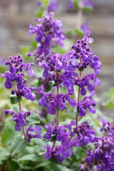 Nepeta racemosa, Katzenminze, blauviolett, ca. 9x9 cm Topf